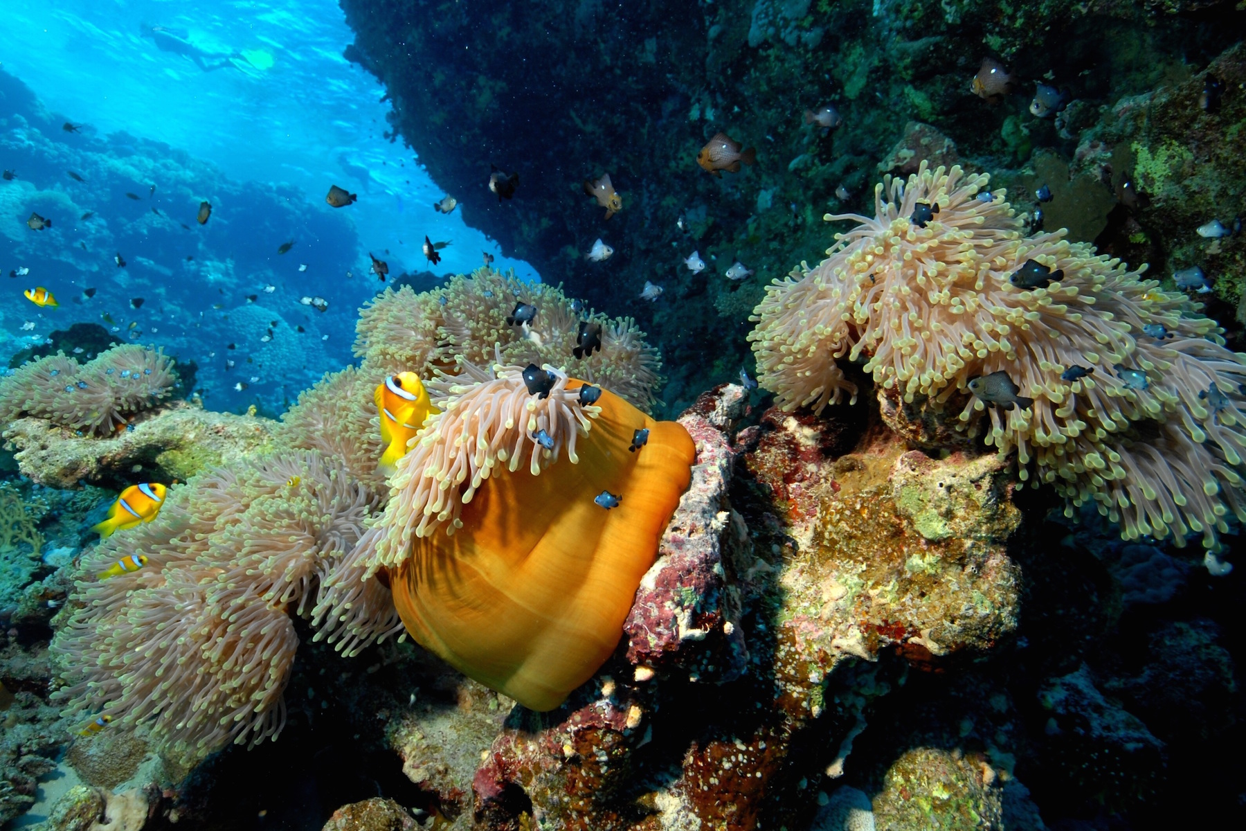 social_AOB5Q_diver-2360422
